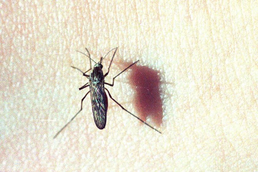 Does vitamin B 1 repel mosquitos Duluth News Tribune News